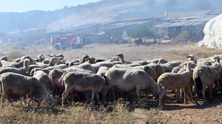 Συναγερμός στη Λέσβο για κρούσματα θανατηφόρου πνευμονίας σε πρόβατα