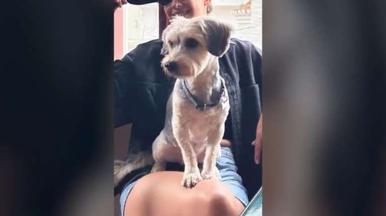 Κύθνος: Τι συμβαίνει στο νησί με τους θανάτους ζώων από φόλες - &quot;Tο σκυλάκι βγήκε βόλτα έξω από το σπίτι, δεν πέρασαν ούτε τρία λεπτά....&quot;