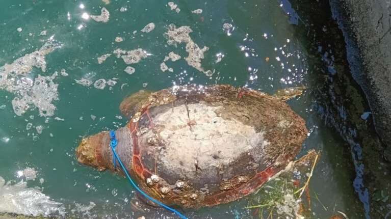 Nεκρή εντοπίστηκε θαλάσσια χελώνα στο λιμάνι του Βόλου - Στην πλωτή εξέδρα των υδροπλάνων