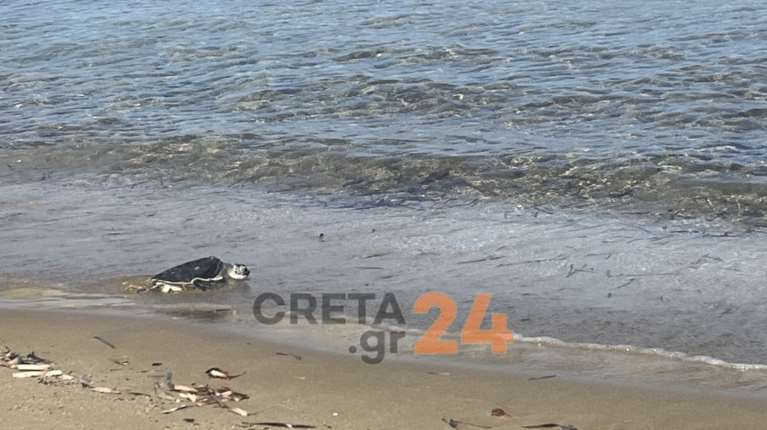 Ηράκλειο: Η &quot;Ναυσικά&quot; επέστρεψε στη θάλασσα μετά από τέσσερα χρόνια – Η ιστορία διάσωσης της πράσινης χελώνας