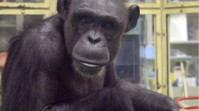 Πέθανε η Ai, η χιμπατζής-"θαύμα" -  Hξερε 100 κινεζικούς χαρακτήρες και τα γράμματα του λατινικού αλφαβήτου