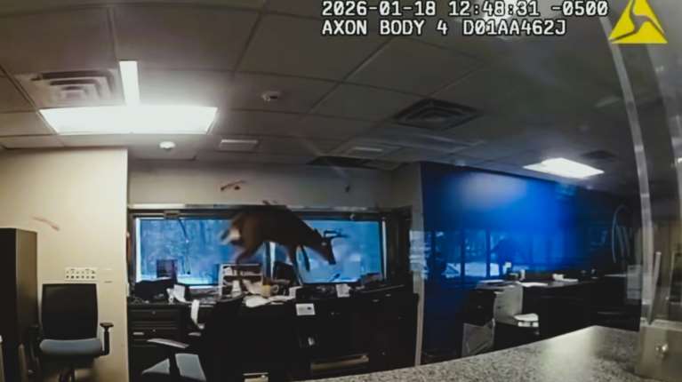 Απίθανο βίντεο: Ελάφι "εισέβαλε" σε τράπεζα της Νέας Υόρκης - Δεν είναι ΑΙ