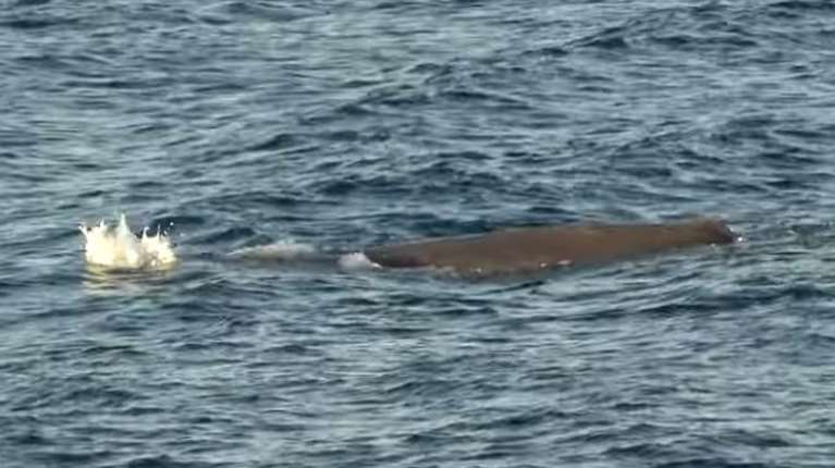 Φάλαινα φυσητήρας εντοπίστηκε κοντά στις ακτές του Άστρους Κυνουρίας - Εντυπωσιακό βίντεο