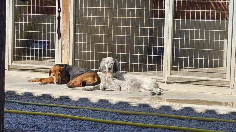 Αυτές οι δύο είναι σαν δύο αδερφές γηραιές που έζησαν όλη τη ζωή τους μαζί και δεν παντρεύτηκαν ποτέ