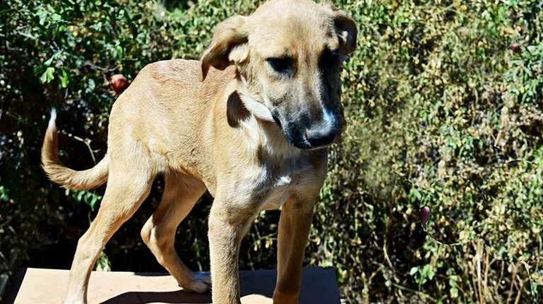 Η Jill βρέθηκε στον δρόμο - Είναι ημίαιμη μαλινουά, μόλις τεσσάρων μηνών