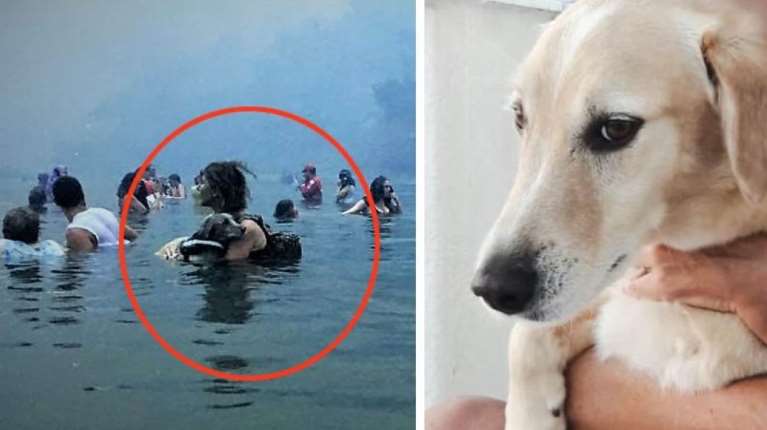 Αμόρ, ο σκυλάκος που είχε σωθεί από τη φωτιά στο Μάτι: Από το κυνοκομείο σε μια οικογένεια με αγάπη - Η ιστορία του