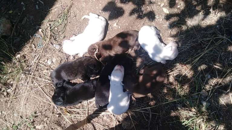 Το ΣτΕ επικύρωσε πρόστιμο 270.000 ευρώ και 5 μήνες φυλάκιση σε συνταξιούχο - Είχε σκοτώσει με τσάπα 8 κουτάβια