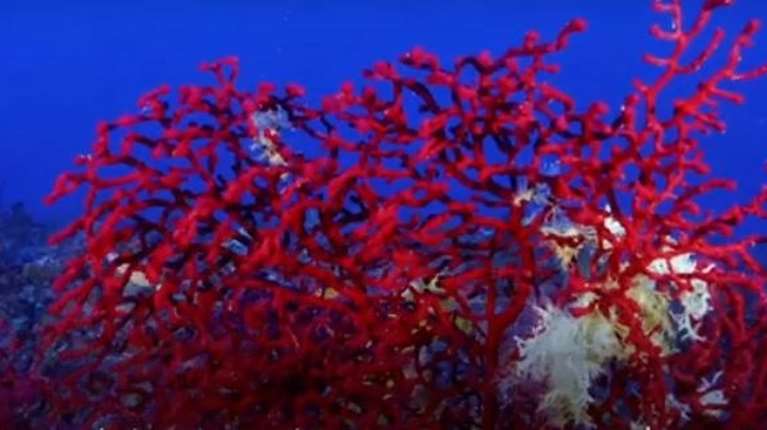 Φούρνοι Ικαρίας: Ιστορική απόφαση για την προστασία των σπάνιων κοραλλιών