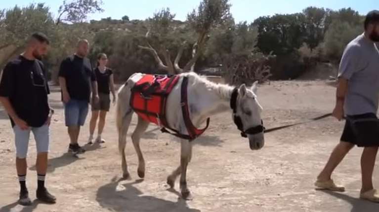 H Μαριάνθη βρέθηκε αποστεωμένη  ένα βήμα πριν τον θάνατο - Η λευκή φοραδίτσα εγκαταλείφθηκε αφού πέθανε ο ιδιοκτήτης της