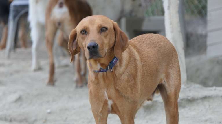 Μάλγαρα: Οδηγούσε το αυτοκίνητο με τον σκύλο του δεμένο απ’ έξω – Συνελήφθη ο 67χρονος