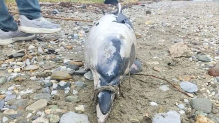 Βόλος: Νεκρό δελφίνι με δεμένο το ρύγχος του και  τραύματα από προπέλα
