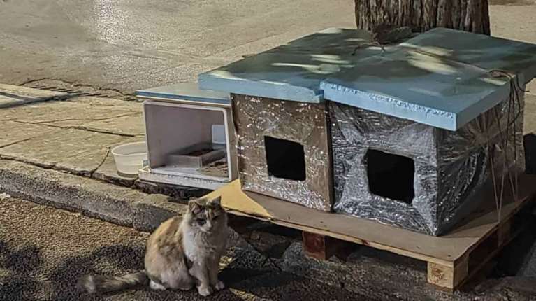 Μάθημα ζωής από μια σκληρά εργαζόμενη γυναίκα που φροντίζει δεκάδες αδέσποτα