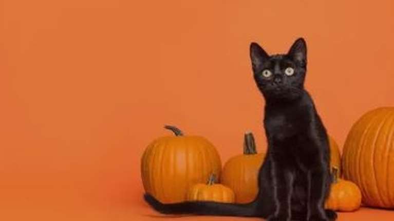 Γιατί ισπανική πόλη απαγόρευσε την υιοθεσία μαύρων γατιών