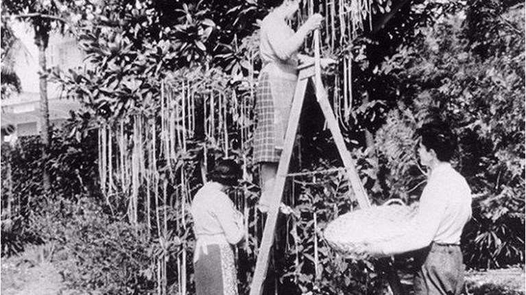 Συγκομιδή... σπαγγέτι στην Ιταλία: Η πρωταπριλιάτικη επική φάρσα του BBC που έμεινε στην ιστορία