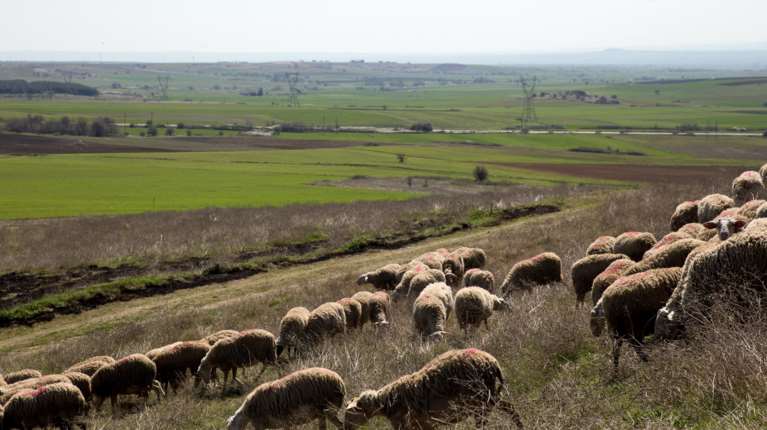 ΥΠΑΑΤ: Νέα ενίσχυση 26 εκατ. ευρώ για αποζημιώσεις κτηνοτρόφων λόγω ευλογιάς