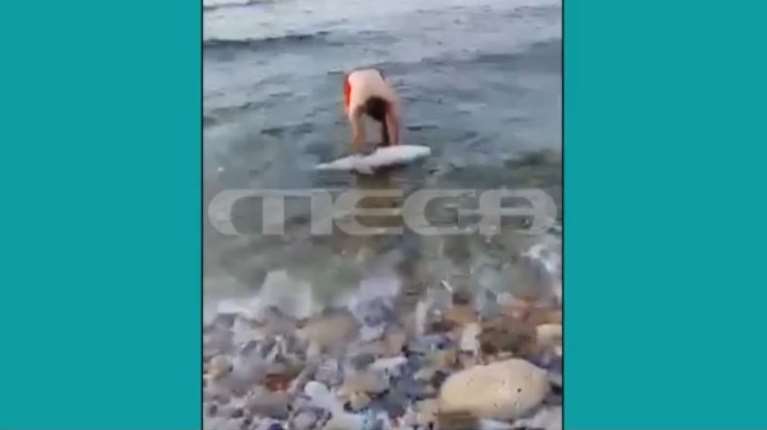 Θλιβερό θέαμα στο Ρέθυμνο - Δελφίνι ξεβράστηκε με αποκομμένη την ουρά του - Ζούμε στον μεσαίωνα λέει το  &quot;Αρχιπέλαγος&quot;