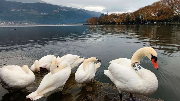Μια ιστορία (φτερωτής) αγάπης και απώλειας που έγινε μια ιστορία για νέα αρχή