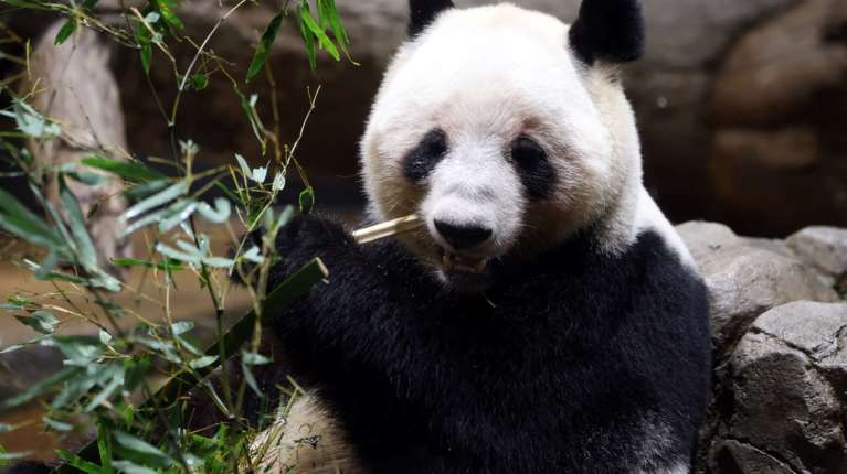 Ιάπωνες αποχαιρετούν τα τελευταία πάντα πριν επιστρέψουν στην Κίνα εν μέσω επιδεινούμενων σχέσεων