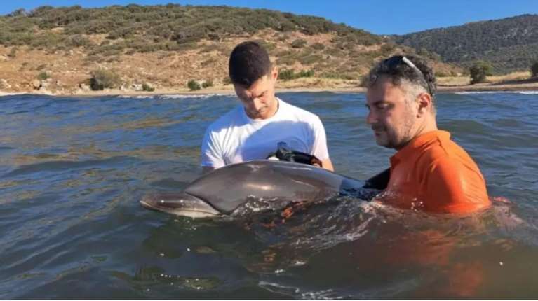 Μυτιλήνη: Μάχη τεσσάρων ημερών για να σωθεί ο μικρός Ορφέας, το δελφίνι που ξεβράστηκε σε παραλία