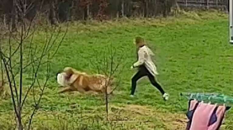 Γκόλντεν Ριτρίβερ "έκλεψε" τα... Χριστούγεννα: Άρπαξε γαλοπούλα από το αμάξι και έτρεχε στο χωράφι