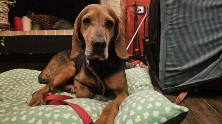 Η Ευτυχία, η γιαγιά γκεκούλα: Βρέθηκε αδέσποτη σε αυτή την ηλικία, να περιφέρεται στους δρόμους, με τα πόδια της να πονάνε