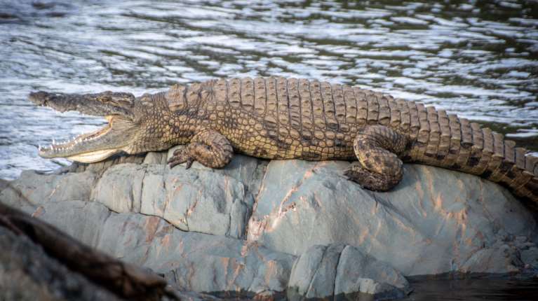 Ινδονησία: Κροκόδειλος κατασπάραξε 10χρονο αγόρι σε ποτάμι [βίντεο]