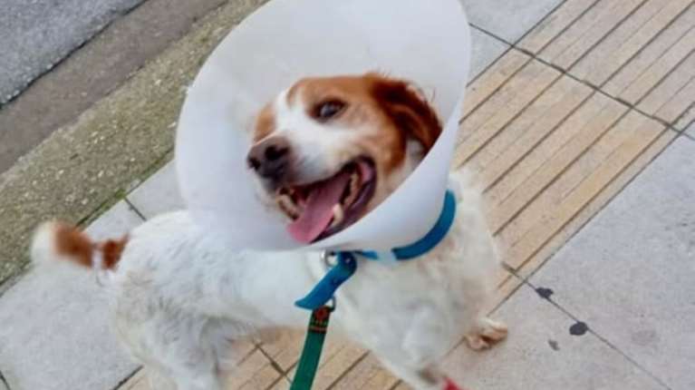 Ηλεία: Βρέθηκε ο ιδιοκτήτης του Ρεξ που κακοποιήθηκε στο Επιτάλιο - Δείχνει σημάδια ανάρρωσης