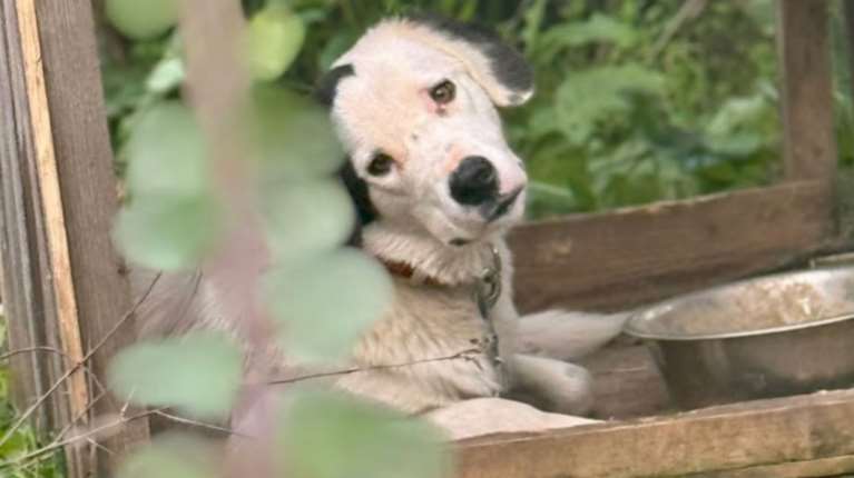 Ηλεία: Σκύλοι δεμένοι χωρίς νερό και τροφή σε άτυπο καταφύγιο - Μήνυση από το Save a Greek Stray [εικόνες]
