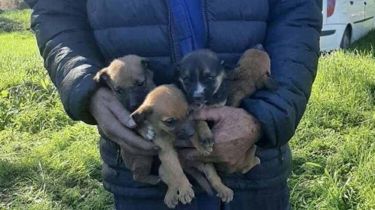 Χίος: Πέταξαν σε χωράφι 4 κουτάβια κλεισμένα ζωντανά  σε τσουβάλι