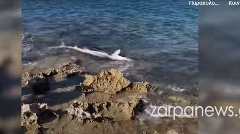 Απίστευτο: Εμφανίστηκε καρχαρίας σε παραλία των Χανίων [βίντεο]