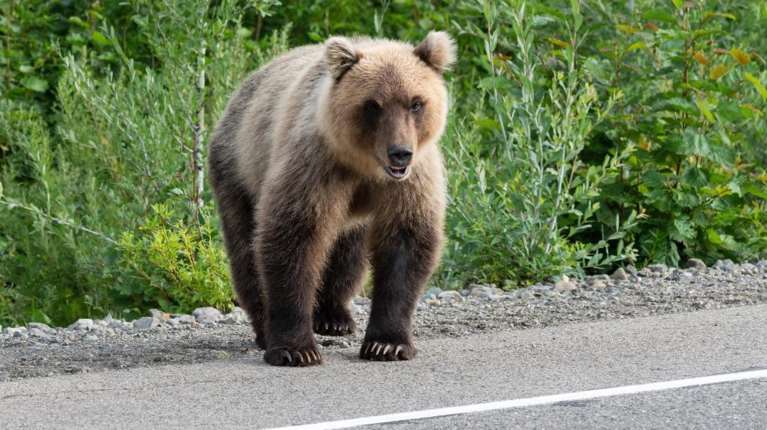 Καλλιστώ:  Αναμενόμενη η παρουσία της αρκούδας σε κατοικημένες περιοχές - Αναζητούν τροφή, δεν είναι επιθετικό ζώο