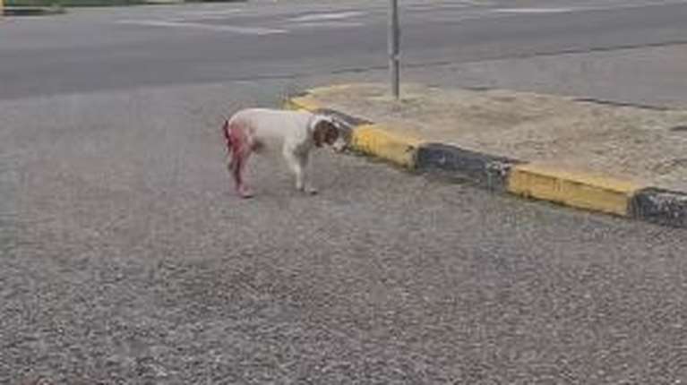 Ηλεία: Άγρια σεξουαλική κακοποίηση σκύλου - &quot;Οι εξελίξεις φτάνουν σε άνθρωπο - Είμαστε κοντά στον δράστη&quot;