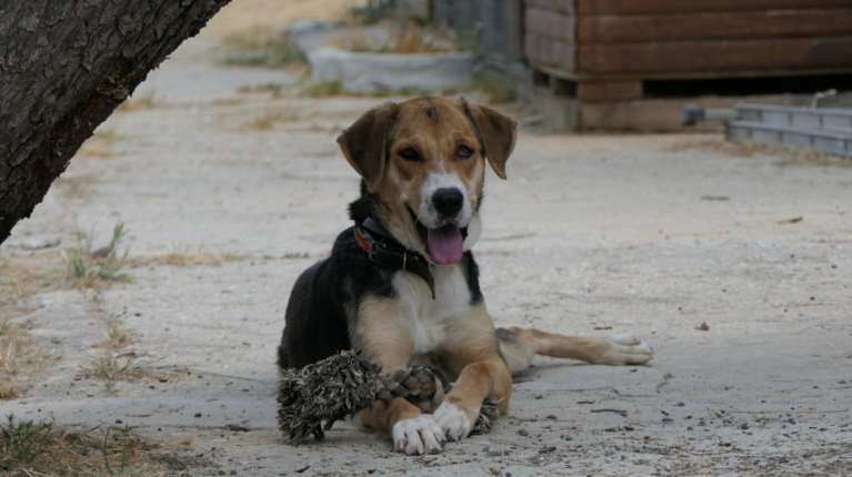 Η Λόνα είναι από τα σκυλιά που σου θυμίζουν γιατί αξίζει να προσπαθείς