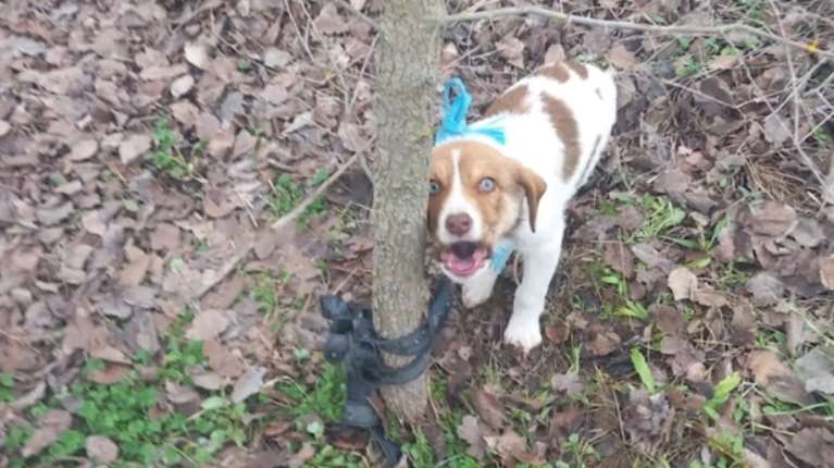 Καρδίτσα: Κακοποίησαν σεξουαλικά κουτάβι με στρογγυλό αντικείμενο -  Oύρλιαζε  ήταν δεμένο με ζώνη