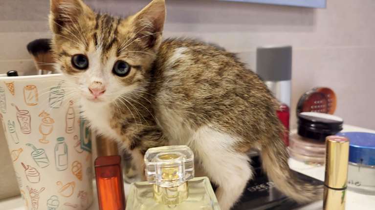 Ο μικρός Τουλούζ  έτρεχε στη μέση της λεωφόρου Μαραθώνος -  Πρόλαβαν και τον άρπαξαν, όμως....