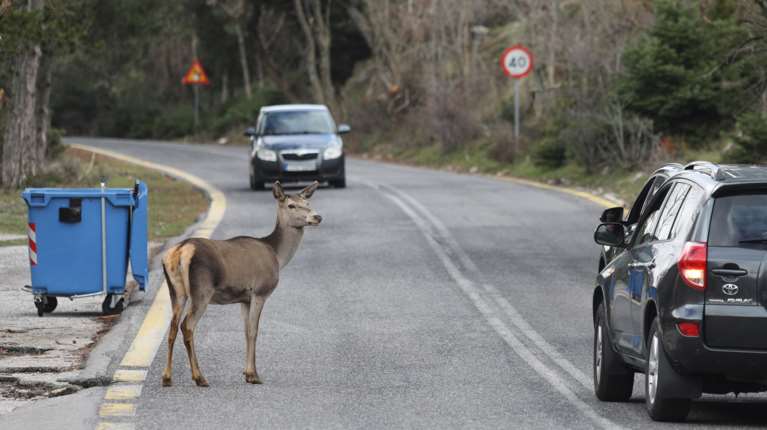 Πάνω από 217 ελάφια έχουν σκοτωθεί στο οδικό δίκτυο της Ρόδου