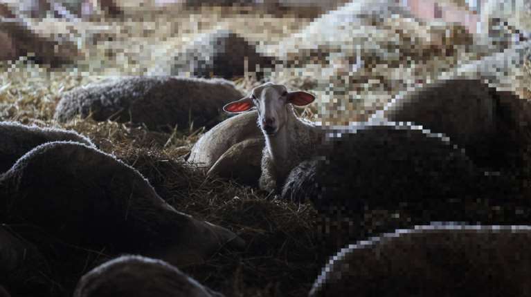 Ευλογία των αιγοπροβάτων: Οκτώ συλλήψεις για παραβίαση των μέτρων - Η περιοχή με τη μεγαλύτερη έξαρση