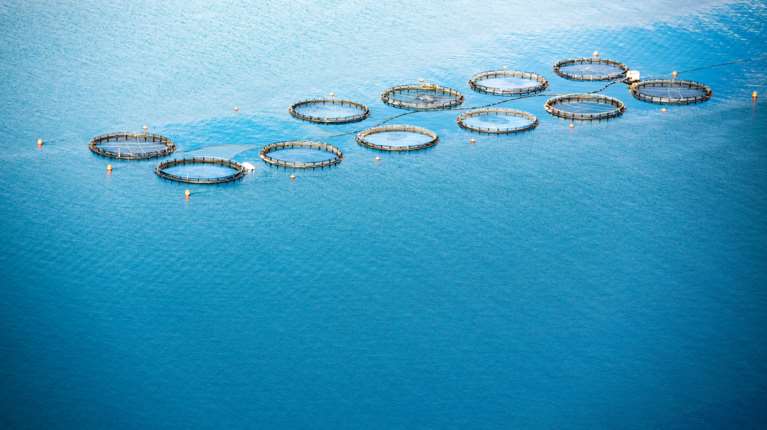 Πέθανε ο Ιωάννης Στεφανής: Υπήρξε πρωτοπόρος της ελληνικής ιχθυοκαλλιέργειας