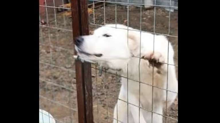 Ημαθία: Εθελοντές έκλεισαν καταφύγιο - "κολαστήριο" και οδήγησαν τα ζώα σε ασφαλή χέρια