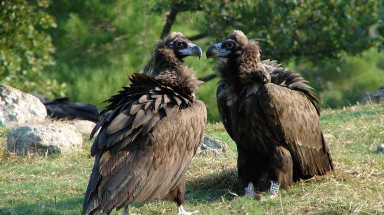 Ελπίδα στη Διαδιά: Εικοσιεπτά νεοσσοί Μαυρόγυπα πέταξαν φέτος στο Εθνικό Πάρκο