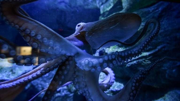 &quot;Octopus!&quot;: Ντοκιμαντέρ για το γιγάντιο χταπόδι του Ειρηνικού -  Φως σε αυτά τα εξαιρετικά ιδιαίτερα και έξυπνα πλάσματα