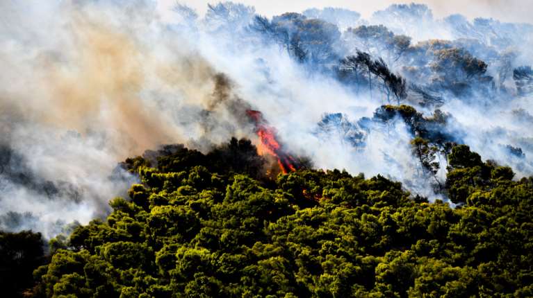 Προειδοποίηση Λέκκα: Δεν έχουμε την πολυτέλεια να χάσουμε ούτε ένα δέντρο στην Αττική, έχει χαθεί το 70% του δασικού ιστού