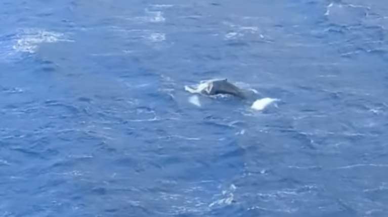 Κάλυμνος: Φάλαινα εμφανίστηκε στον κόλπο των Αργινώντων [βίντεο]