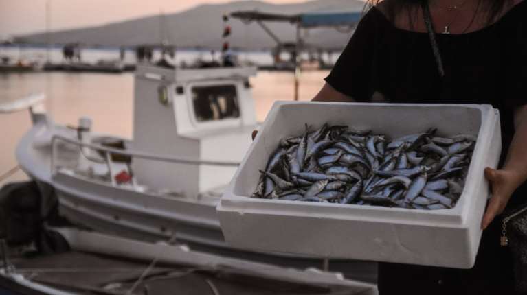 Πάτρα: &quot;Εξαφανίστηκε&quot; η σαρδέλα από τον Πατραϊκό Κόλπο με αποτέλεσμα η τιμή της να... ξεφύγει