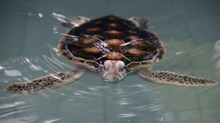 Το Μοναδικό Κέντρο Αποκατάστασης Χελωνών στη Βουλγαρία συγκεντρώνει πόρους για την επέκτασή του