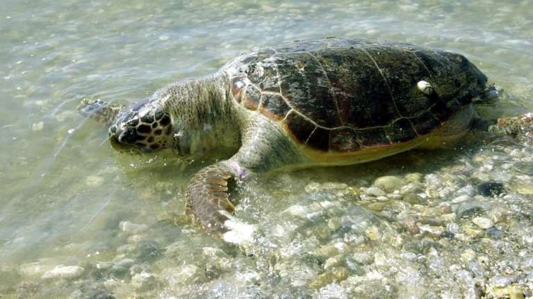 Τρεις νεκροί και δεκάδες νοσηλεύτηκαν αφού έφαγαν θαλάσσια χελώνα στις Φιλιππίνες