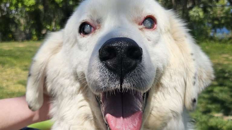 Το πιο ωραίο και το πιο αγνό χαμόγελο το χει ο Μπάρνεϊ που δεν βλέπει καθόλου αλλά είναι σαν να βλέπει και νιώθει τα πάντα