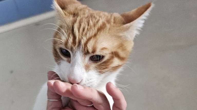 Ντάνι: Θα παίζει με τον σκύλο σας, θα παίζει με την γάτα σας, θα παίζει μαζί σας, θα ανεβαίνει στον πάγκο, θα κοιμάται στο κεφάλι σας