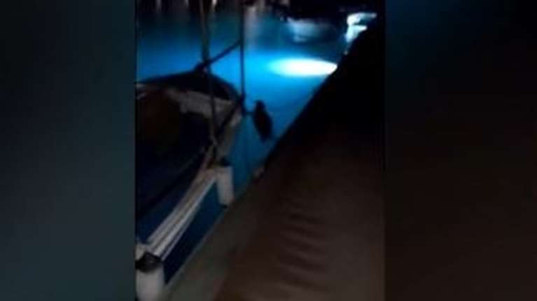 Mια monachus monachus στο λιμάνι του Παράλιου Άστρους: Αναζητούσε τροφή ή έναν ασφαλή χώρο για να ξεκουραστεί