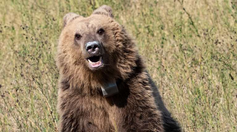 Αποτροπιασμός στη Δράμα: Σκότωσαν αρκούδα και μετά την αποκεφάλισαν - Νέα κτηνωδία